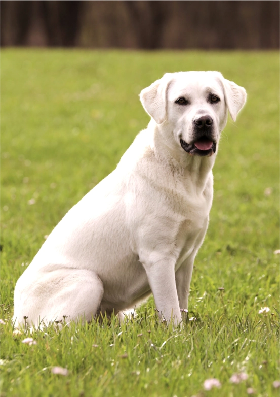 Labraodro-am-illerufer-02